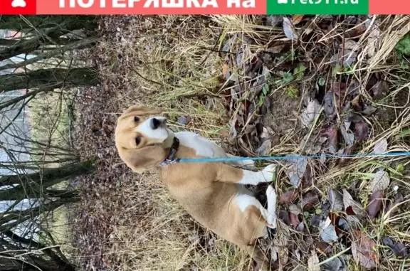 Пропала собака Девочка Бигль в районе Клязьма Старбеево, вознаграждение.