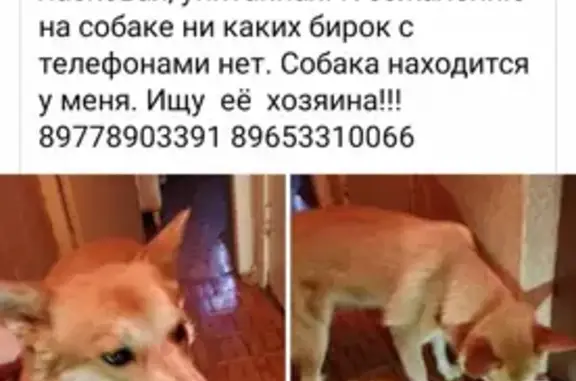 Найдена собака у ТЦ Ладья, Митино, Москва