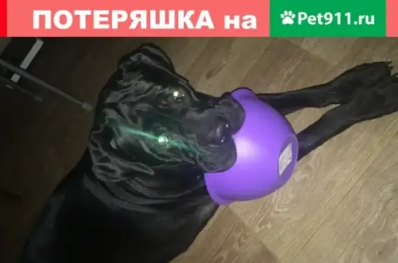 Пропала собака Кане Корсо в Коломне, Проспект Кирова 43