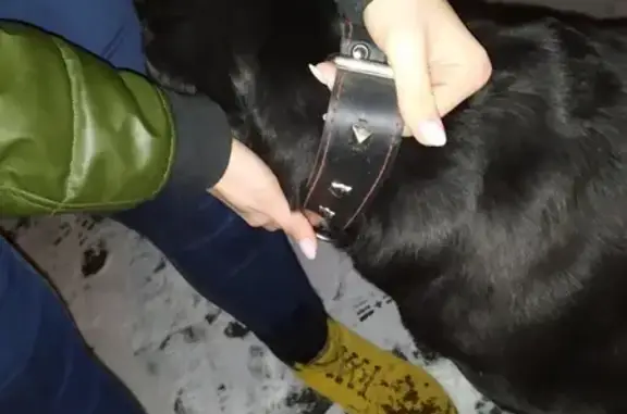 Умный пёс ищет дом в Воронеже