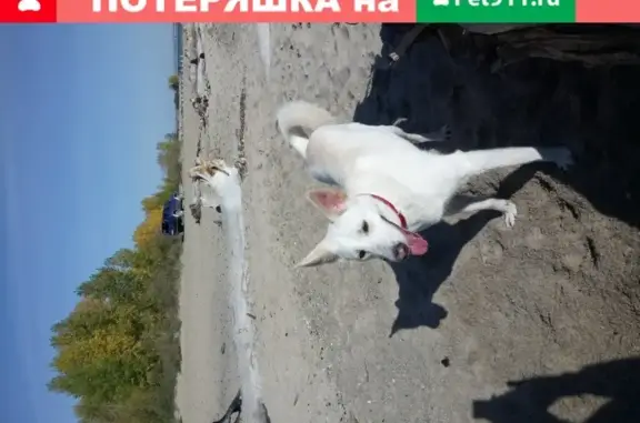 Пропала собака в Новосибирске: белая девочка, 26 кг, красный ошейник