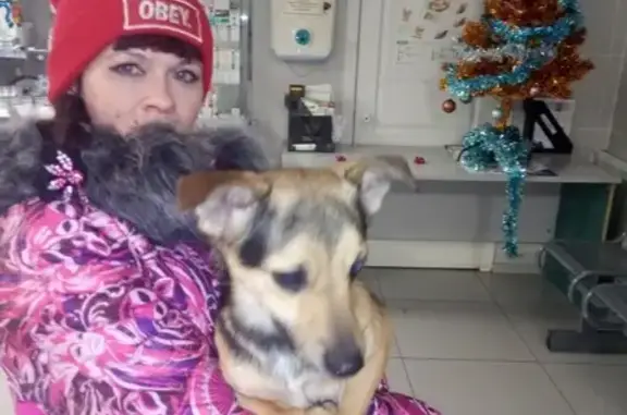 Пропала собака БИТА в Комсомольске-на-Амуре