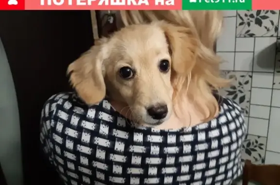 Найдена собака, Ангарск, фото: Найдена собака в Иркутской области, 13-й микрорайон, 12.