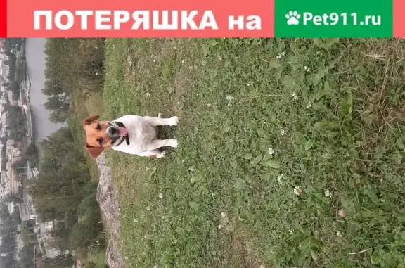 Пропала собака Джек Рассел в Нижнем Тагиле, Уральский проспект, 35