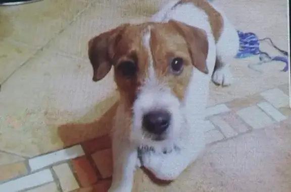 Пропала собака породы джек-рассел на улице Рокосовского, дом 37