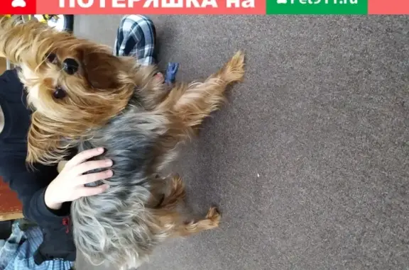 Собака Иорк на ул. Осоавиахима, 53 в Новосибирске