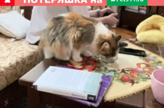 Найдена кошка между Нововолково и Ельниками в Рузе