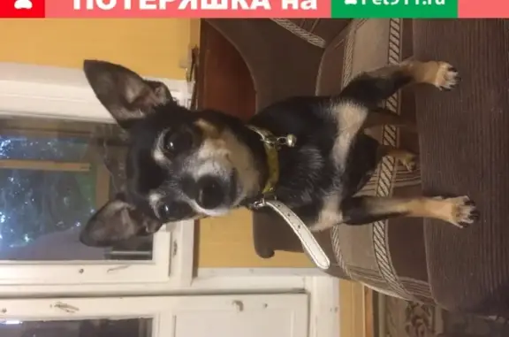 Пропала собака Джек на ул. Ташкентской, Москва