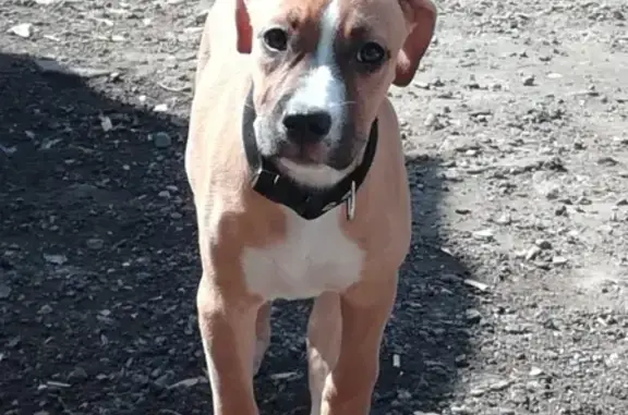 Собаки потеряшки, Астрахань, фото: Потеряшка собака в Астрахани, щенок амстаффа, зеленый ошейник