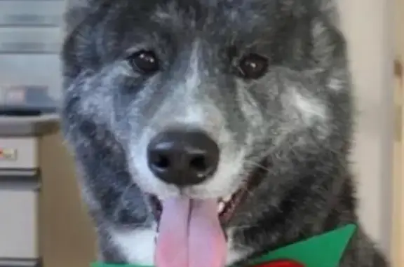 Пропала собака японской породы в районе Санаторная, Владивосток