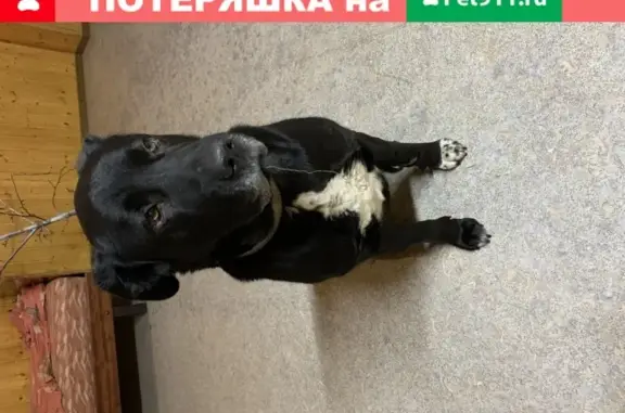 Найдена собака на ул. Преображенской, г. Губкин