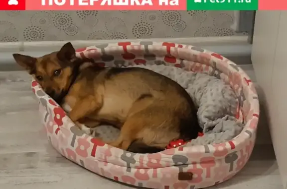 Собаки потеряшки, Калининград, фото: Потеряшка собака Кнопа в п. Чайковское, Московский район.