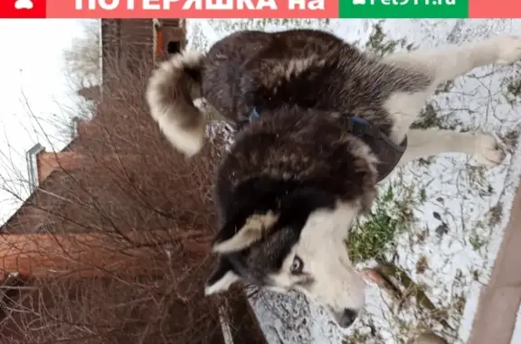 Найдена хаски возле Пыхтино, Москва