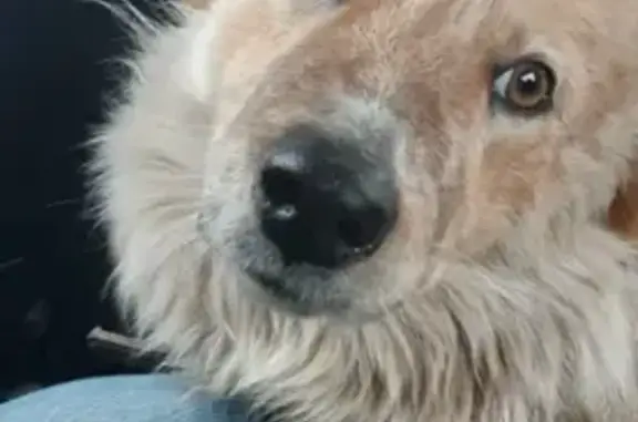 Пропала собака Бим в Донском, Тульская область