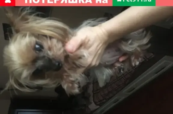 Собака найдена в Краснодаре: 89885203476