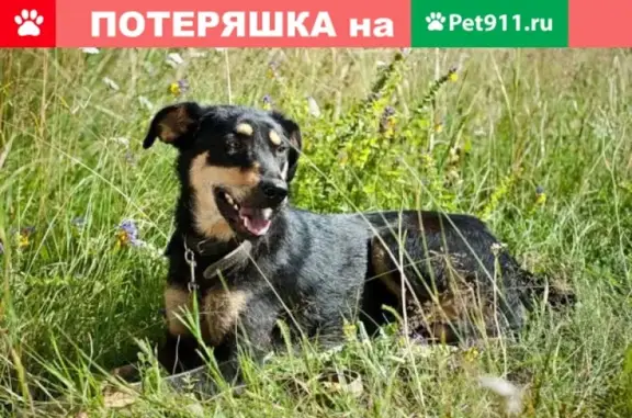 Пропала собака Лайма на Киевской улице в Новосибирске