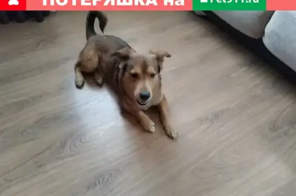 Собака найдена у ТЮЗа в Ярославле