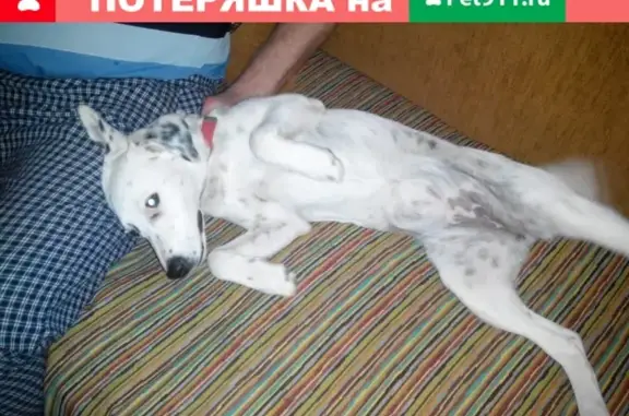Пропала собака Монана в Суворовском районе