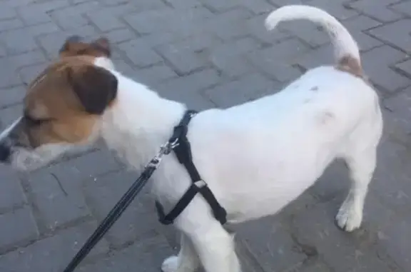 Пропала собака в Видном, ошейник от блох, контакты в тексте.