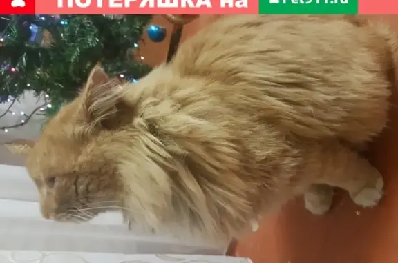 Найден контактный кот на Химградской, Пермь