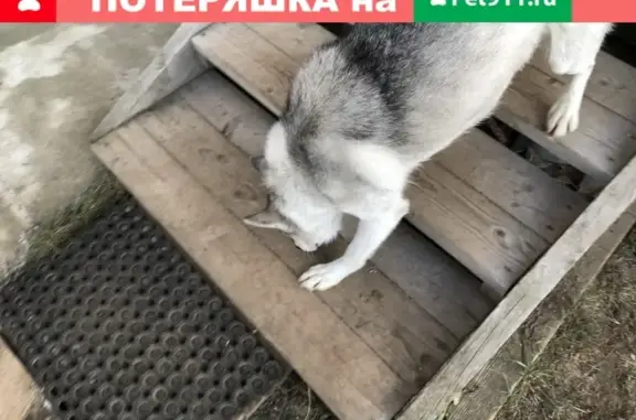 Найдена собака Хаски в деревне Фенино, Московская область