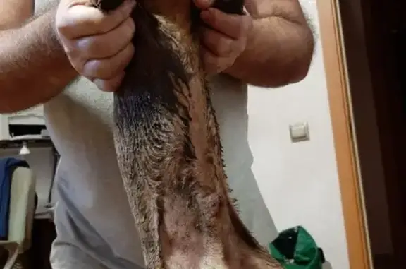 Собаки потеряшки, Калининград, фото: Потеряшка рыжий тойтерьер на ул. 9 Апреля, Калининград