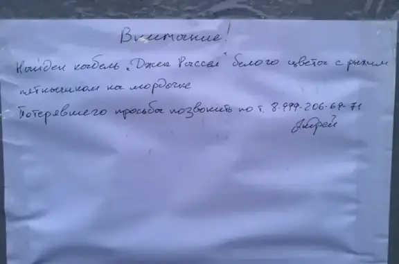 Найдена собака в Калининском р-не СПб, объявление у Сампо.