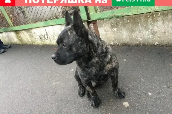 Собака найдена на улице Ковалёва, Краснодар