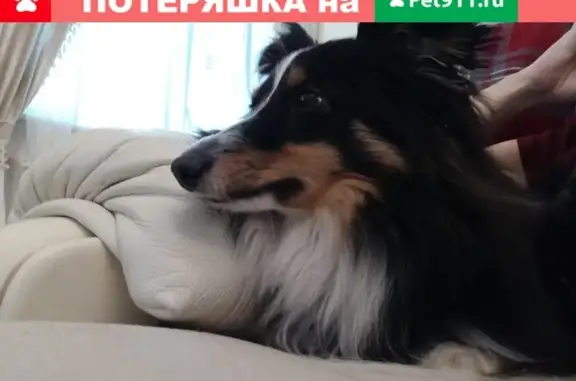 Пропала собака в районе 177 школы, Мусина, Казань