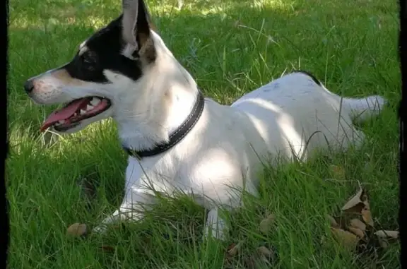 Пропала собака Метис Джек-рассела в Москве