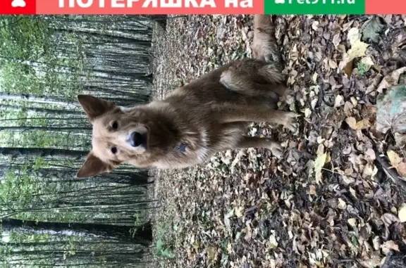 Пропала собака в Красногорске, метис Рыжий кабель.