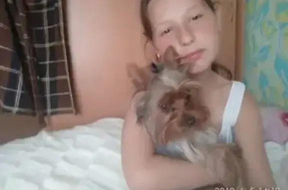 Собаки потеряшки, Калининград, фото: Потеряшка мини Йорк Баксик в поселке Славянское, Калининградская область