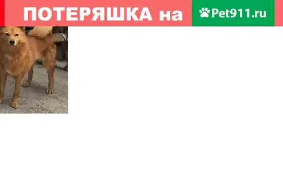 Пропала собака Лиса на ул. Пышминской, Тюмень, Россия