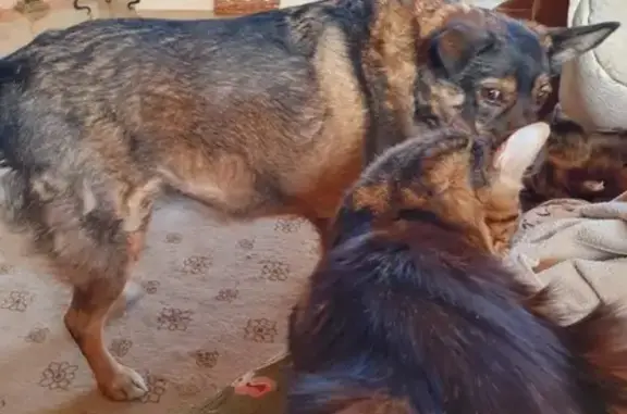 Пропала собака Соня в КП Мечта Россия, Московская область