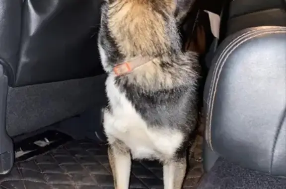 Найдена собака в Сергиево-Посадском районе, Деревня Яковлево, без ошейника.