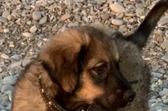 Пропала собака в Лазаревском: щенок Нарзан потерян в поселке Солоники
