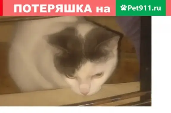 Найдена белая кошка с серыми пятнами в районе Гольяновского пруда