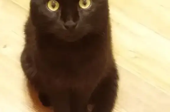 Найден черный котик с двумя ошейниками в Белгороде