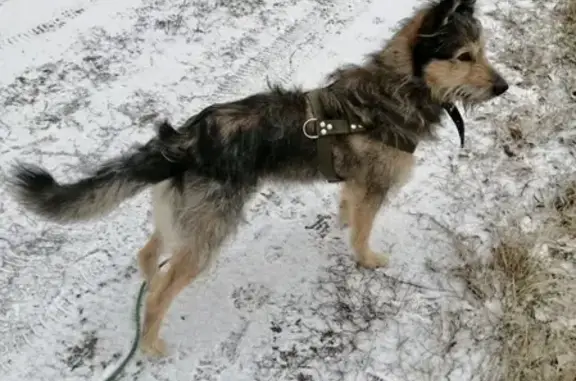 Найдена собака возрастом 1 год на платформе 88 км