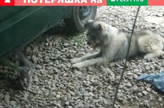 Пропала собака Хася в районе элеватора, ст. Холмская, Краснодарский край