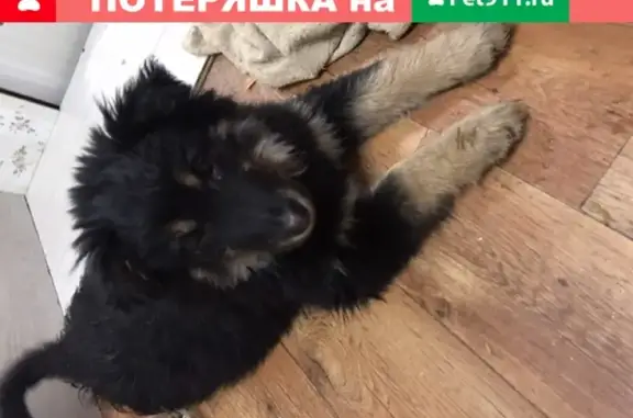 Найдена пушистая собака в Казани, ищем хозяев!