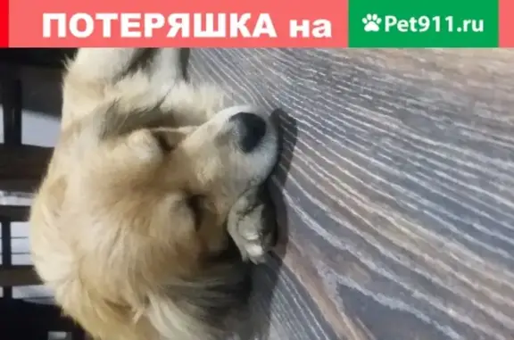 Найдена собака на Звёздной улице в Астрахани