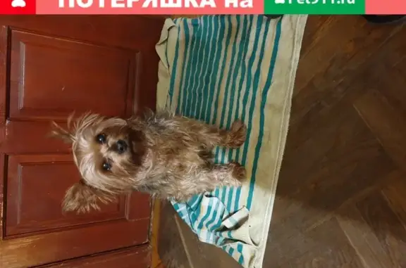 Собака Йорк мальчик найдена в Москве на Высокой, 1.
