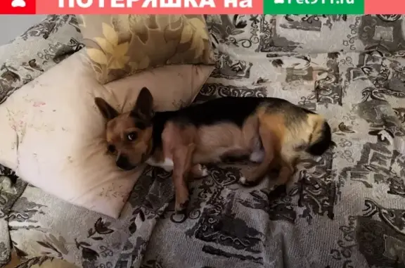 Пропала собака Рэм в Йошкар-Оле на ул. Шумелёва