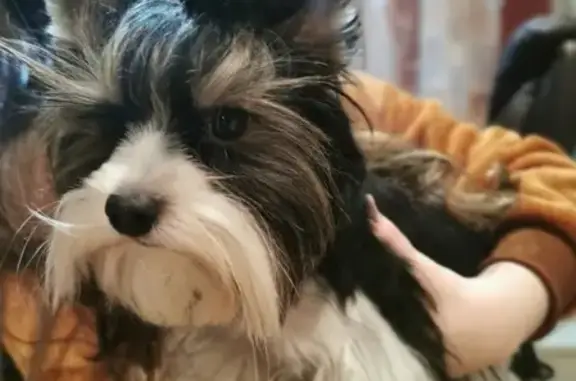 Найдена собака с клеймом в Волжском, ул. С.Р. Медведева, 69