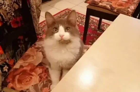 Пропала кошка Кот в Краснодаре