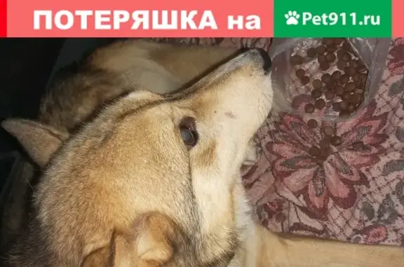 Найден рыжий пес у 3 школы на ул. Куйбышева, 40