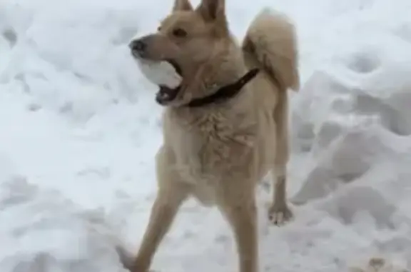 Пропала собака Лайка в Казани на улице Суворова.