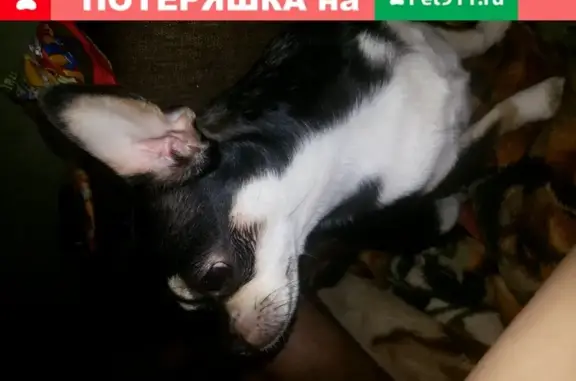 Пропала собака в Новомосковске, улица Есенина