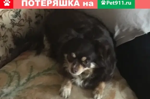 Пропала собака Дарина в Егорьевске, Московская область